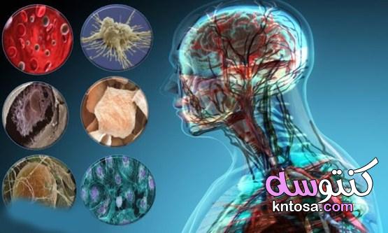 أنواع الخلايا في جسم الإنسان: قائمة بأبرزها kntosa.com_11_21_162