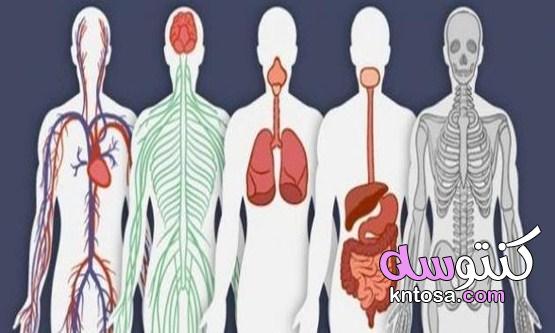 أنواع الخلايا في جسم الإنسان